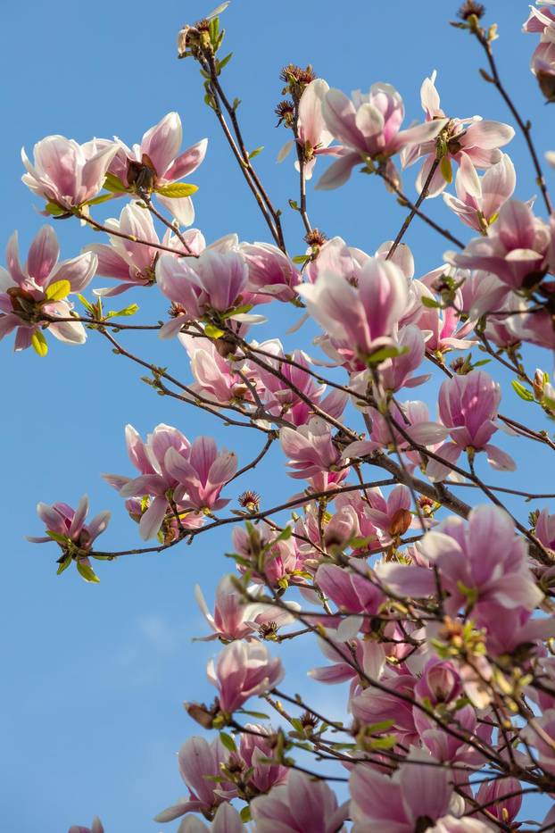 Magnolije u cvatu u Opuzenu