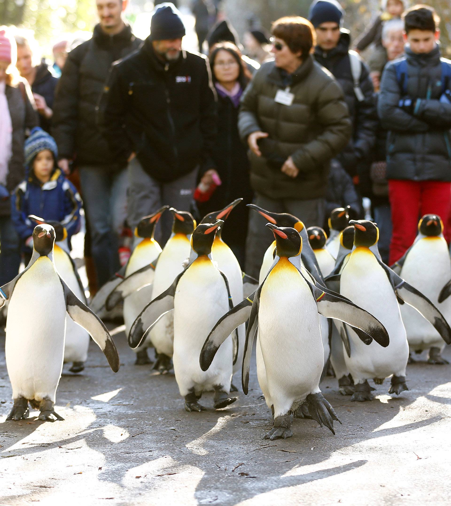 FILE PHOTO:  People follow king penguins exploring their outdoor pen at Zurich's Zoo