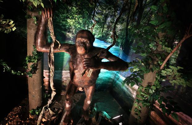 U muzeju je izložena replika majmuna koji je hodao Zemljom prije 11.6 milijuna godina