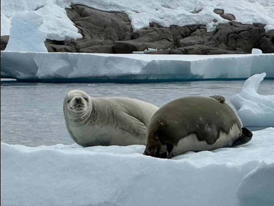 FOTO Kolinda se okupala na Antarktici, pogledajte skok u ledenu vodu: Jedan, dva, tri!
