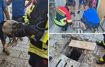 Galeb zapeo u kanalizaciji u Rovinju: 'Dobro je, ali nikome nije jasno kako je ondje završio'