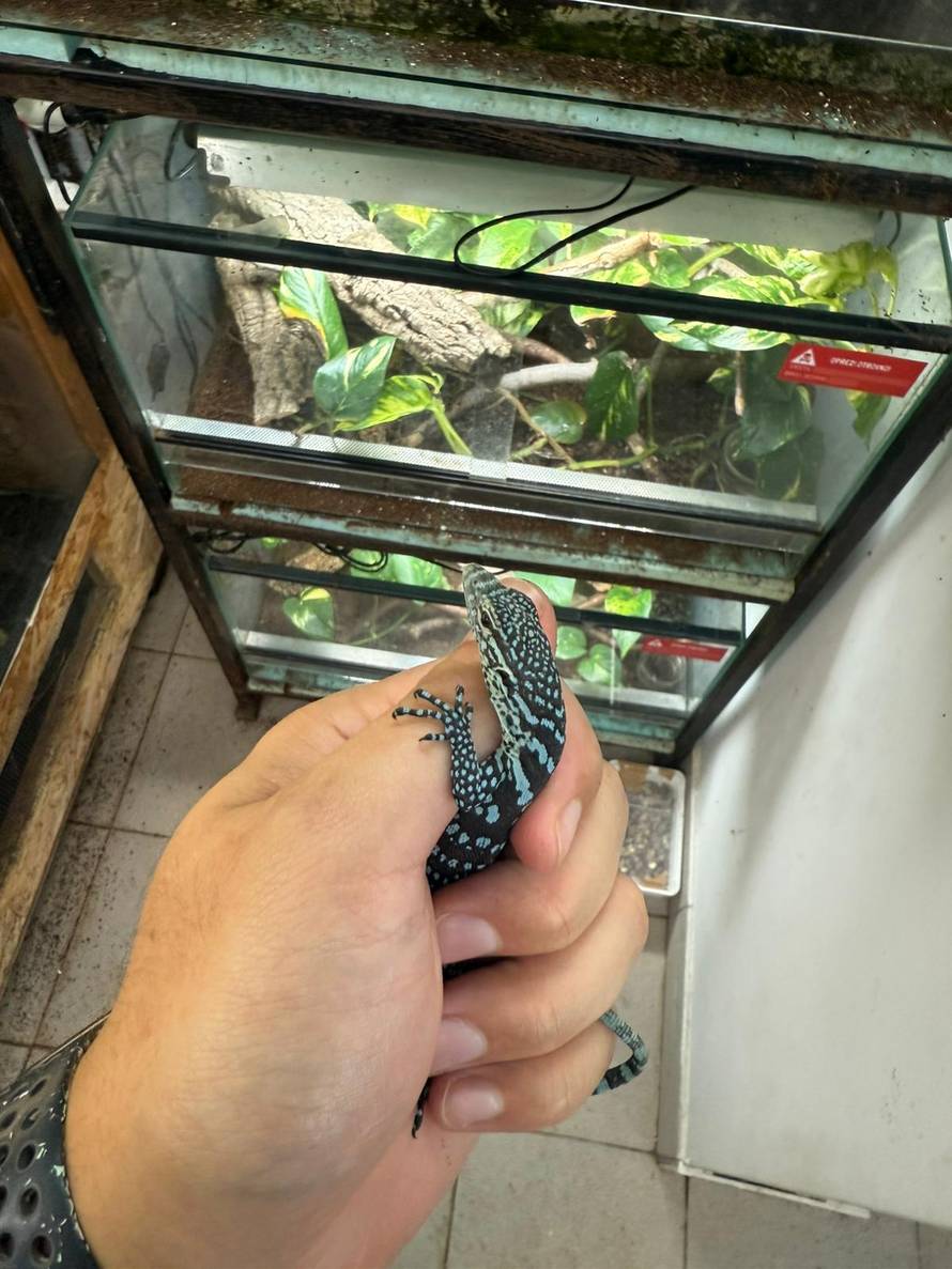 FOTO Zagreb dobio dva plava 'zmaja': Rijetki varani s otoka Batanta izlegli se u Zoološkom