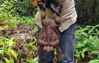 Godzilla? Ne, ovo je Toadzilla! U Australiji pronašli ogromnu žabu krastaču, ima skoro 3 kile