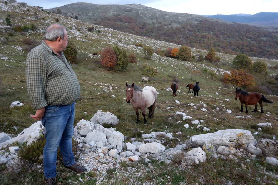 'Vukovi su nam zaklali čak 500 ždrjebadi, gori su od medvjeda'
