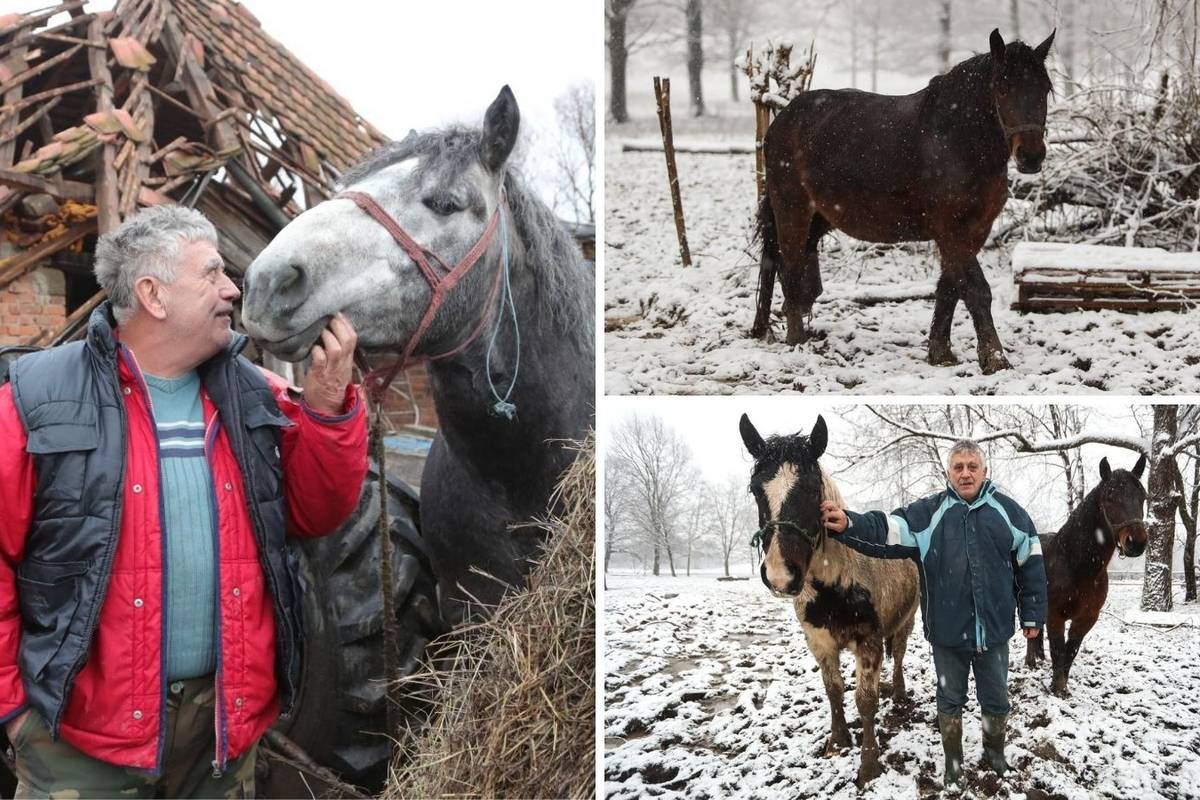 Spasio 16 konja u potresu, ali jedan nije izdržao: Pastuh mi se počeo tresti, srušio se i - uginuo