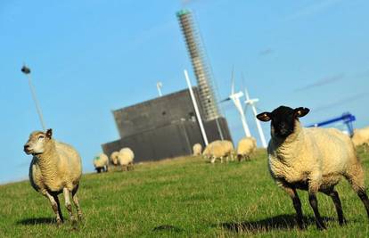 Ovce u Njemačkoj na ispaši  pokraj nuklearne elektrane 