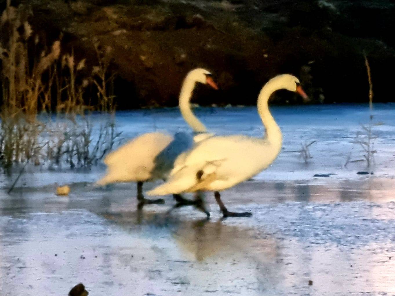 Maksimirsko jezero postalo je dom zaljubljenim labudovima