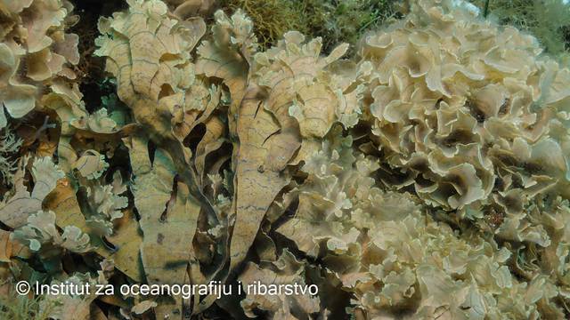 Na Jadranu se pojavila invazija opasne alge: 'U tri godine ona pokrije cijelo morsko dno...'