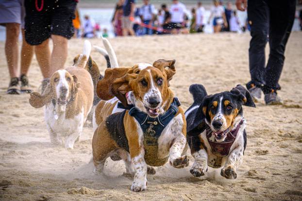 Norfolk: Preko 300 baseta i njihovih vlasnika sudjelovalo u godišnjem 'Waddleu' uz plažu od Wells-next-the-Sea do Holkhama