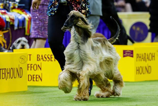 150th Annual Westminster Kennel Club Dog Show in New York City