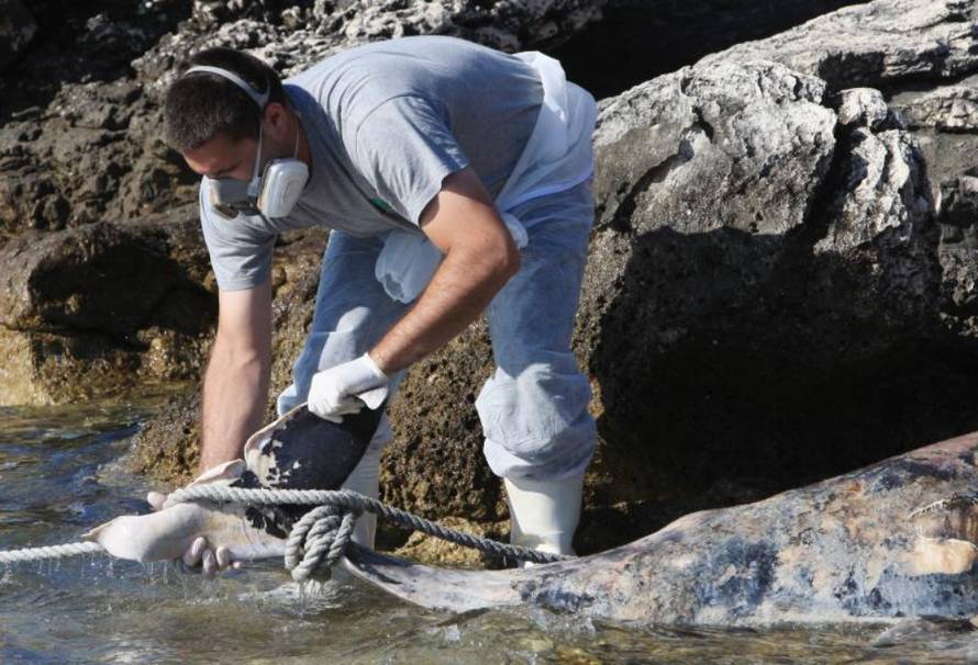 Duško Jaramaz/PIXSELL