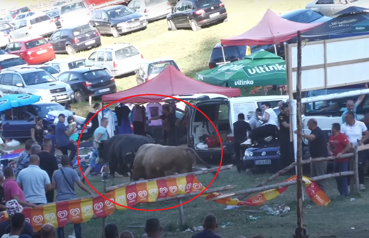 VIDEO Drama na koridi u BiH: Bikovi Žujo i Brijezonja probili ogradu, nastao je stampedo