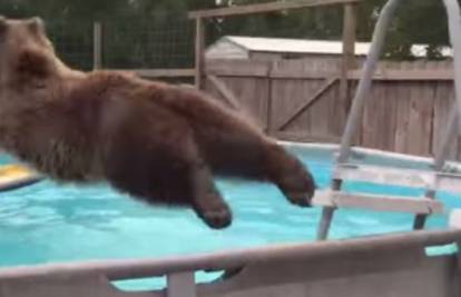 Ovaj grizli obožava skakati u bazen