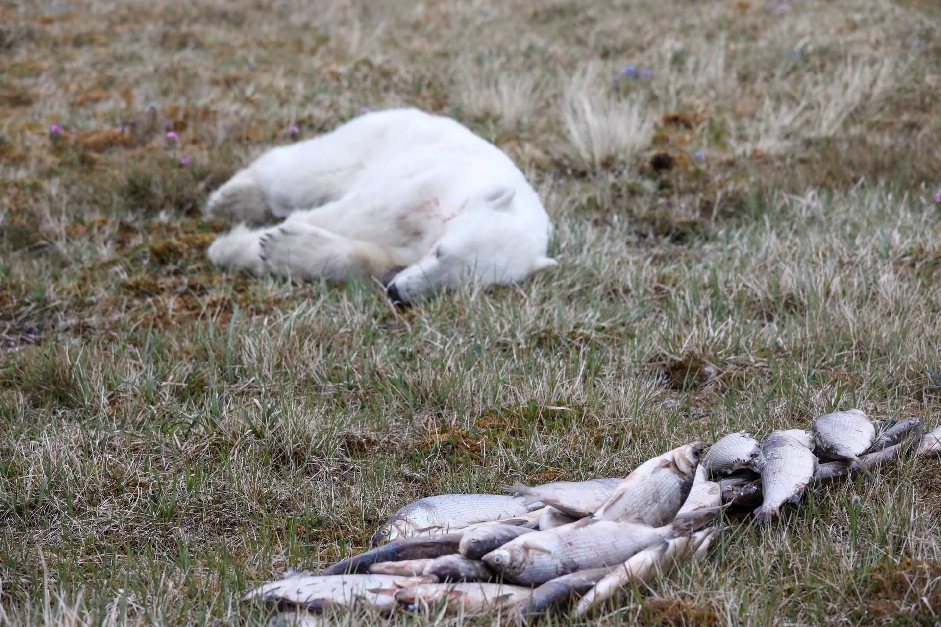 A sedated female polar bear lays on the ground after veterinarians removed a tin can stuck in its mouth in Dikson