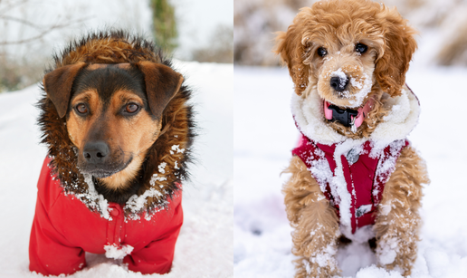 Trebaju li psi nositi kapute zimi? Veterinar rije&scaron;io vje&ccaron;nu dilemu