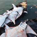 WWF upozorio na globalnu trgovinu mesom morskih pasa i raža vrijedan 2 miijarde eura