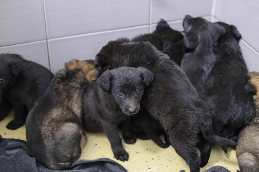 Ostavili ih u kutiji: 11 slatkih štenaca traže novi i topli dom