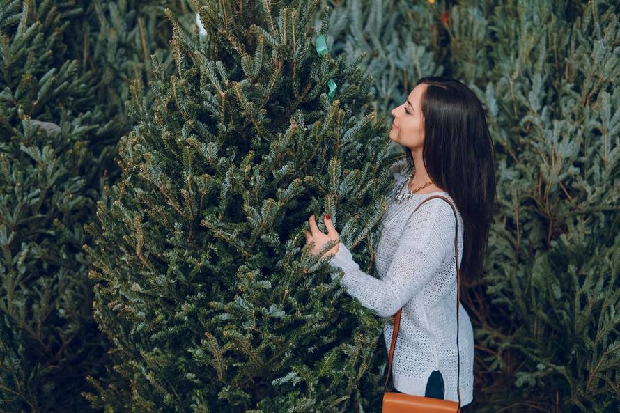 Kako otkriti je li drvce svježe ili staro? Gledajte na ove stvari