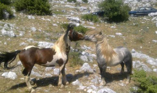 Zaigrani konji na Biokovu mamili su poglede prolaznika