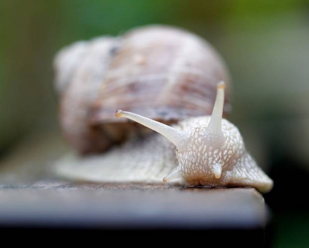 With the rain come the snails