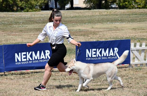 Požega: Nacionalna izložba pasa "CAC Požega 2024."