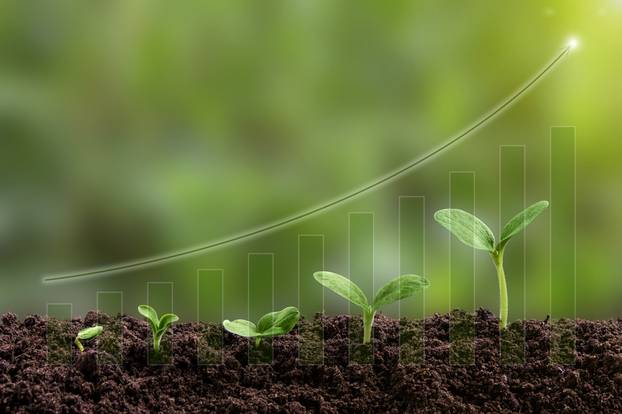 Young,Green,Seedling,Are,Growing,From,The,Rich,Soil,In