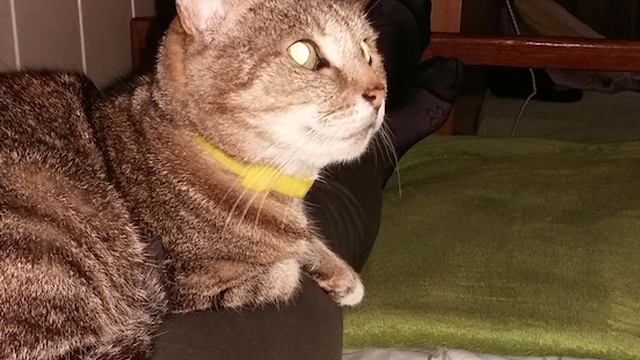 Maca bez jednog uha: Konačno je pronašla ljubav i topao dom