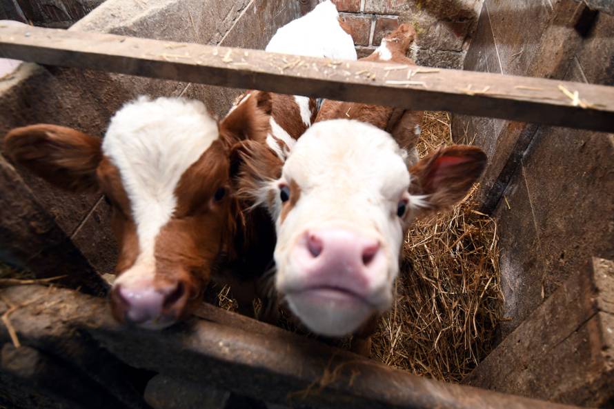Donja Petrička: Četiri krave u OPG-u Miroslava Trgovca unutar nekoliko dana otelile su osam telića