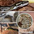 Zaplijenili su mu 'lude' gljive: U stanu ih čuvale zmije otrovnice