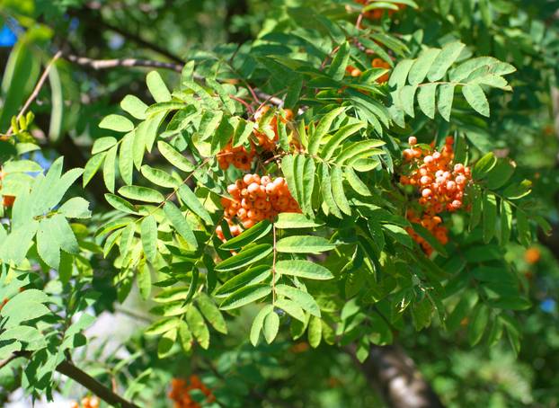 ashberry at dry sunny summer day