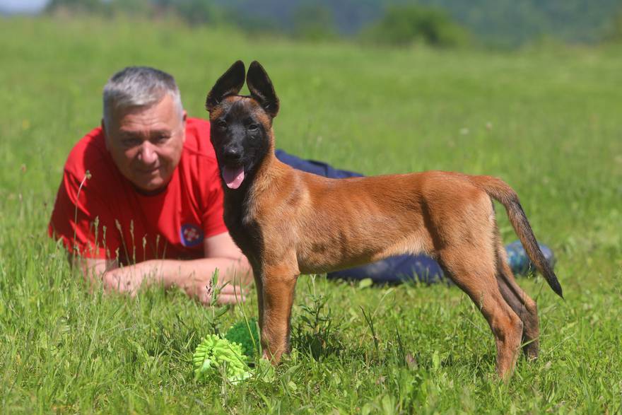 Belgijski ovčar Zorro novi je potražni pas ogulinskog HGSS-a