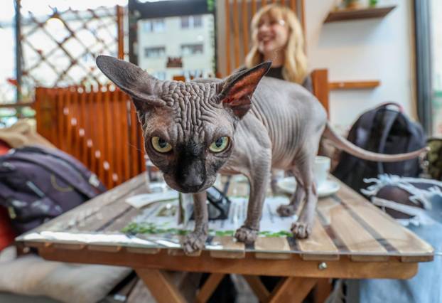 Zagreb: Emilija i Amer Alaydi otvorili su kafić Animal caffe