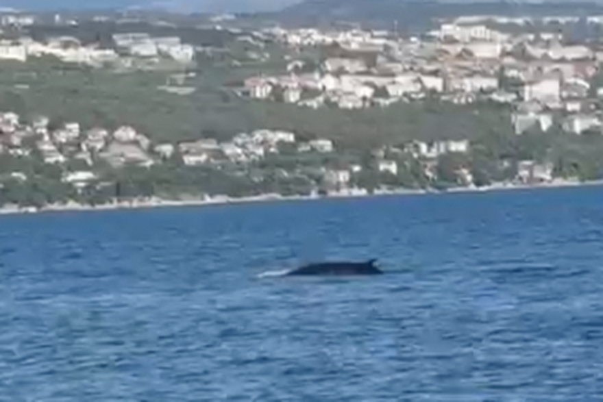 Snimljen kit kod Opatije