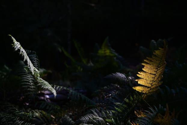 Počelo je ovogodišnje branje kestena na Žumberačkom gorju