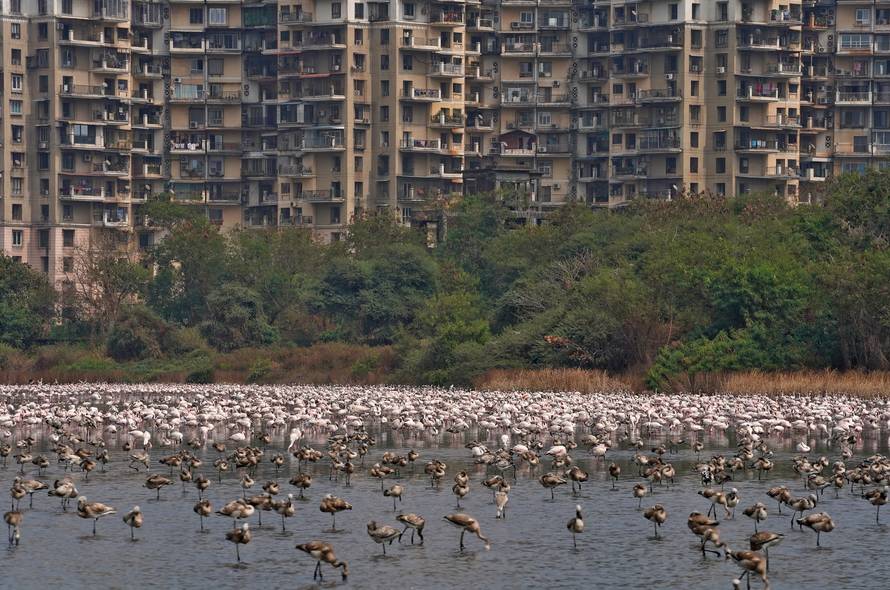 A flock of flamingos is seen in the Talawe wetland against the backdrop of residential buildings in Navi Mumbai