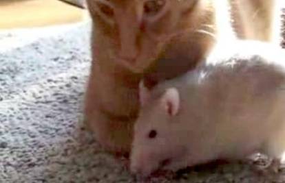 Mačka i dva štakora žive poput najboljih prijatelja