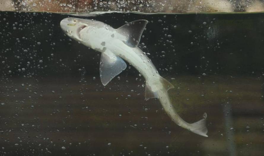 Hrvoje Jelavić/Pixsell