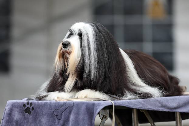 Izložba pasa svih pasmina ispred shopping centra Westgate City u Zaprešiću