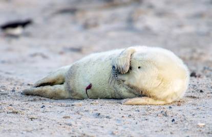 Povijesni otok postao vrtić za tuljane: 'Blizu su i jako živahni'