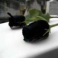 Misterij Crne ruže: Nevidljiva i moćna ruka gura mlade u smrt
