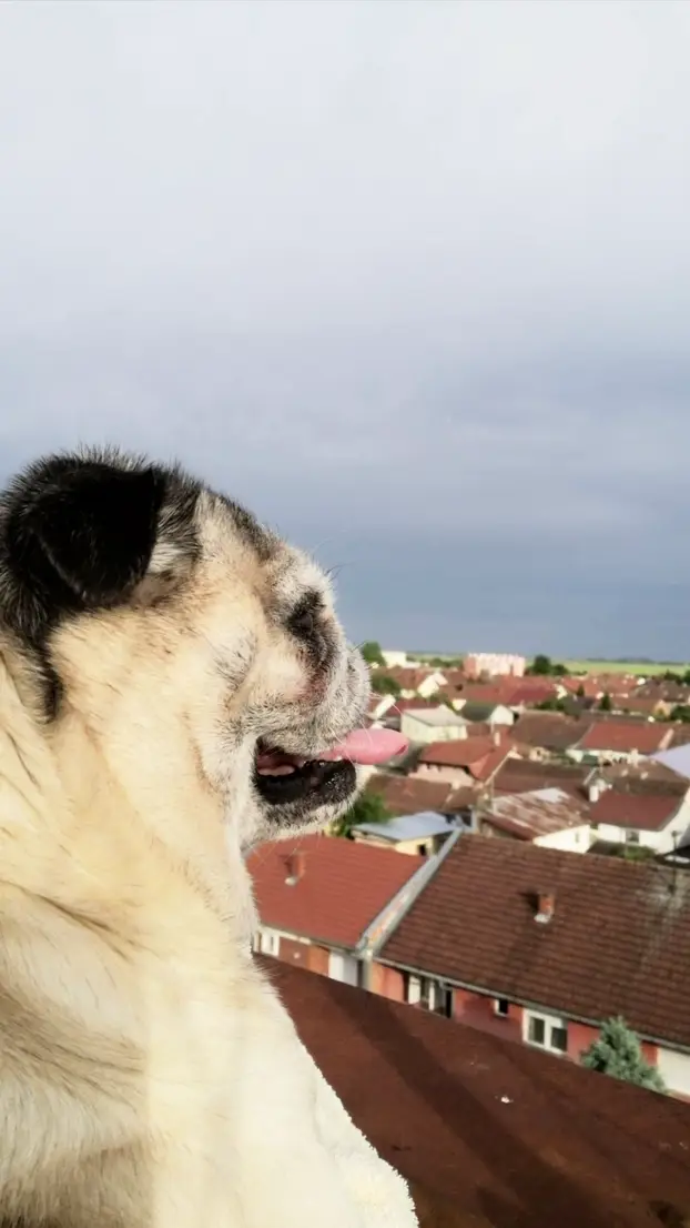 SUPER FOTKE vaših ljubimaca! Neki bi mogli biti viralni hit, ali svi su jednostavno neodoljivi