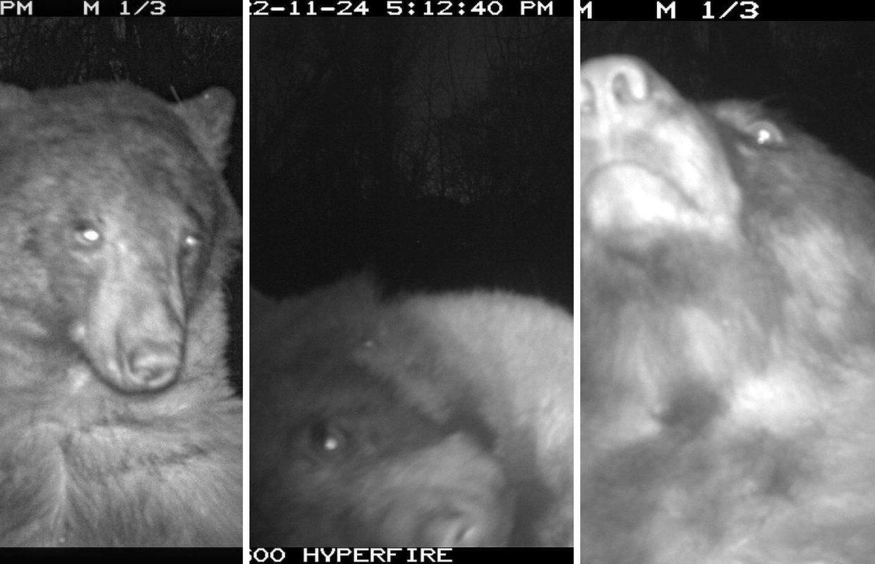 Kakav pozer: Medvjed u SAD-u 'okinuo' je više od 400 selfija!