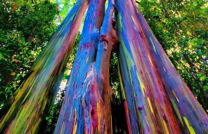 Dugin eukaliptus: Drvo za koje kažu da je najljepše na svijetu