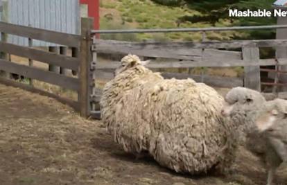 Ovca Sheila ošišala se nakon šest godina: Skinuli joj 22 kg vune