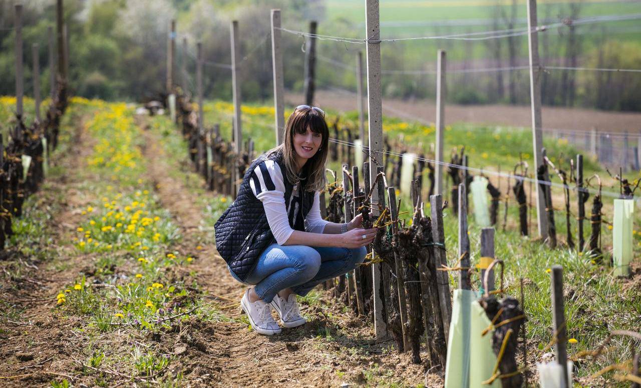 Upoznajmo žene vinarke Hrvatske