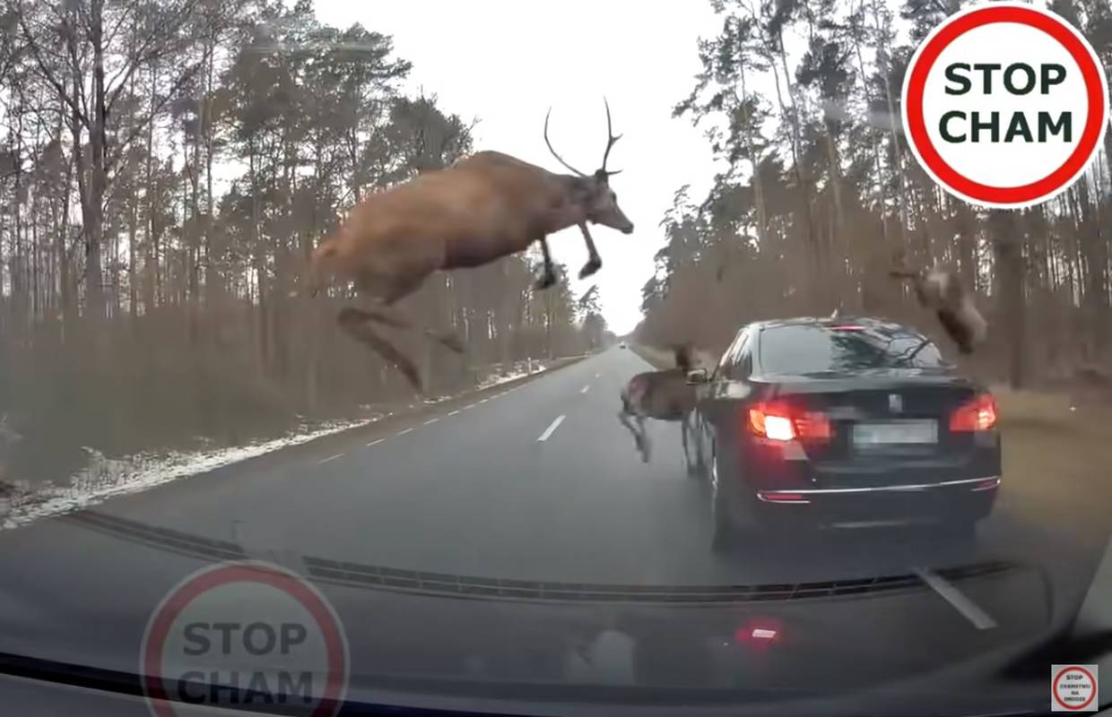 Nevjerojatna sreća: BMW jedva izbjegao sudar s krdom jelena