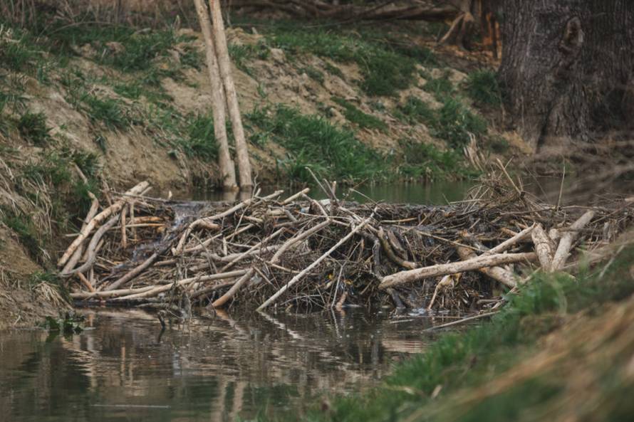 Dabrovi u Novom Marofu rade probleme: 'Ukrali su 200 letvi radnicima i odnijeli ih u potok'