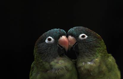 Na sajmu ptica zelene papige 'uhvatili' u nježnom zagrljaju