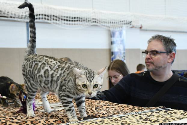 Otvorena revijalna izložba mačaka u Sisku 