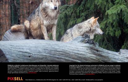Alfa vuk:  Saznajte pravu istinu o hijerarhiji u vučjem čoporu